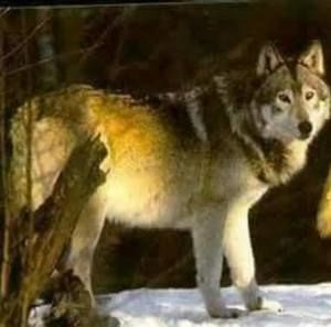 Meet your Posher, Oscar